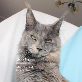 X-Engin PP (7/7/5/5) from Tassel Magic