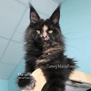 Waksa-Klyaksa of MarvelForest