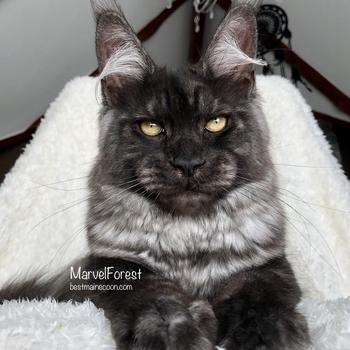 Sapfir of MarvelForest