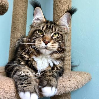 Rikky of MarvelForest