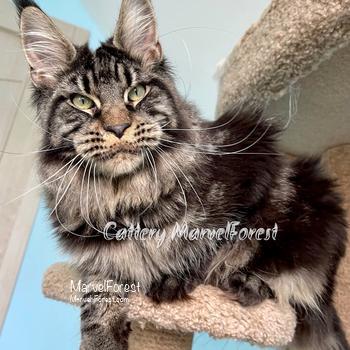 Pom -Ti-Dom of MarvelForest