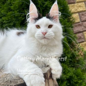 Фото конфетка мейн-кун N1 of Marvel Forest