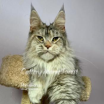 Lambada of MarvelForest 