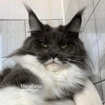 El-Mary MarvelForest