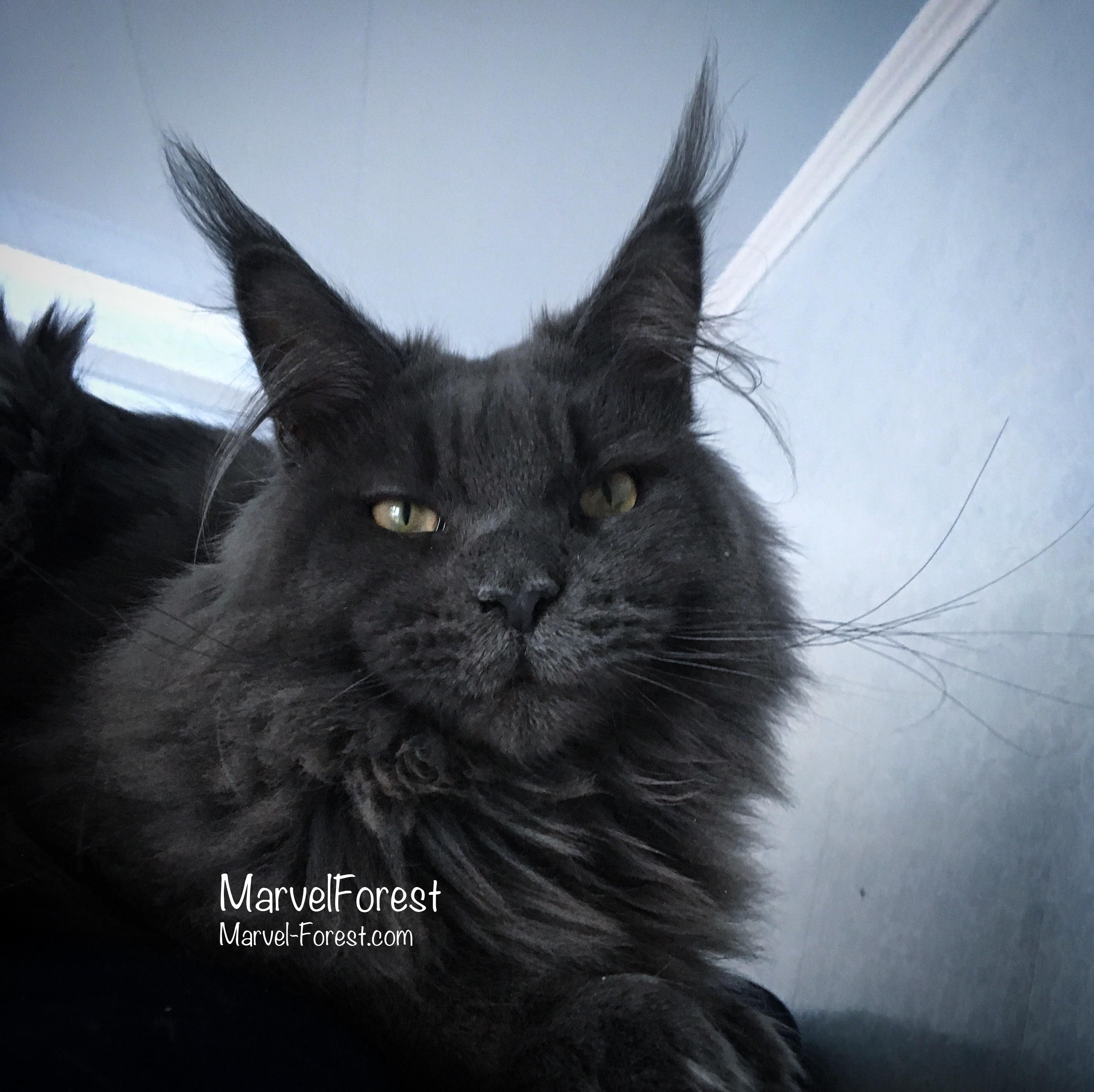 Grizzly of MarvelForest